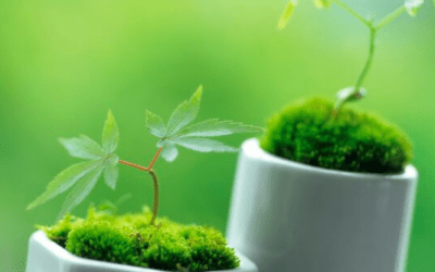 The FDA prohibits CBD