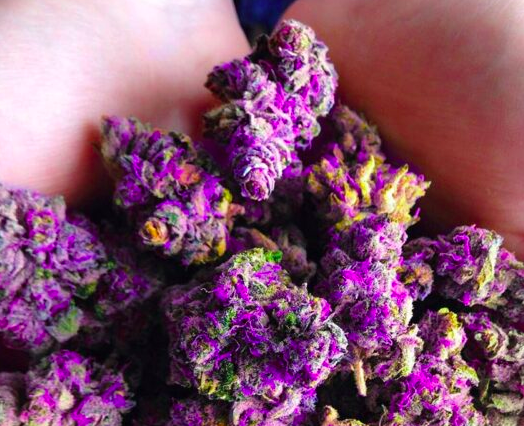 purple weed