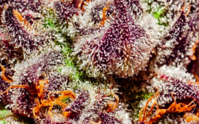 The American “strain”