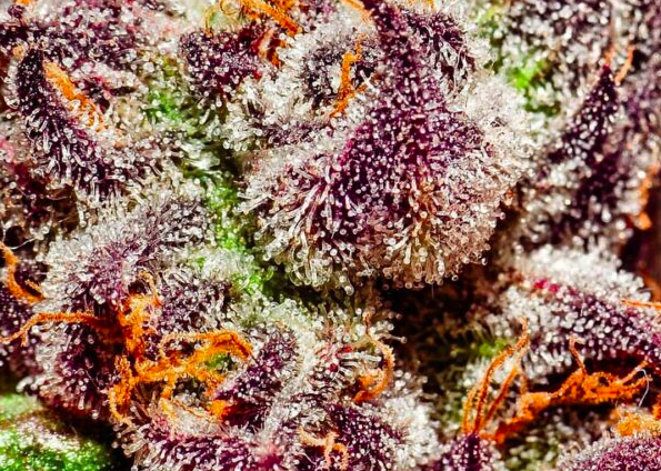 american strain