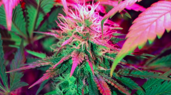 Italy, as usual, Hemp light THC residue alarm