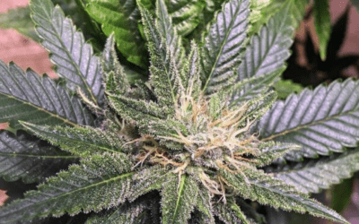 The difference between a Shop and a Social Cannabis Club