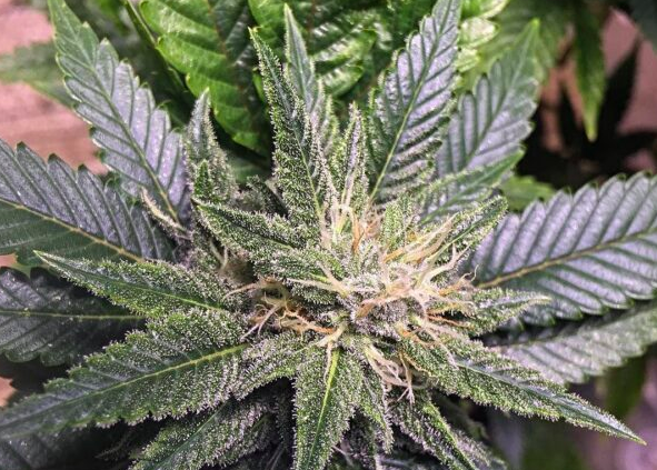clubs cannabis shop
