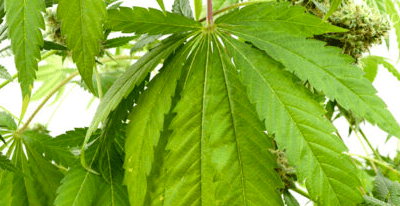 Legal weed in Italy