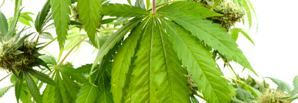 legal weed in italy