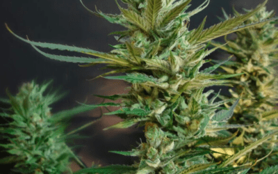 CBD and its properties