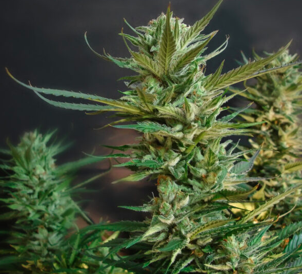CBD proprieties
