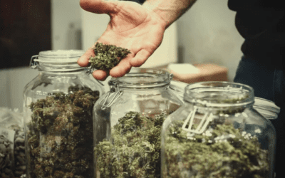 The difficult search for Cannabis Social Clubs in Barcelona