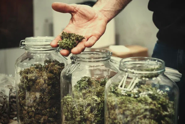 cannabis social club